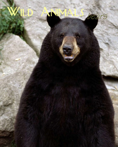 Business News Wild Animals - Bears