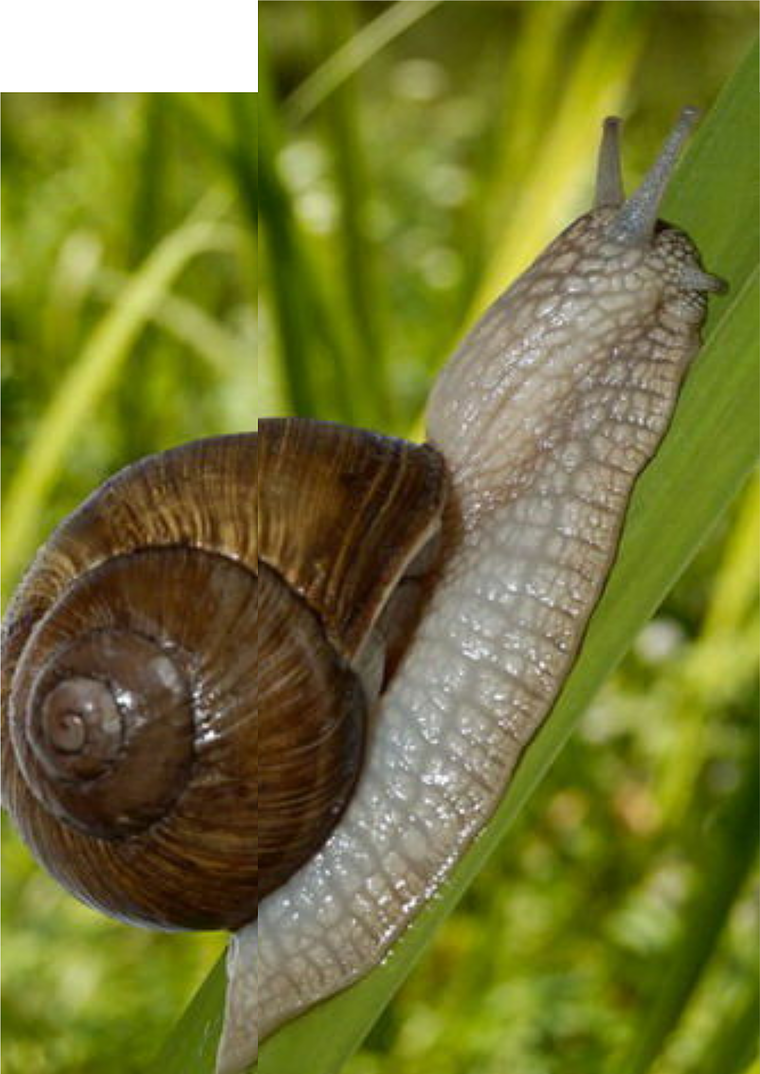 Snails Snails