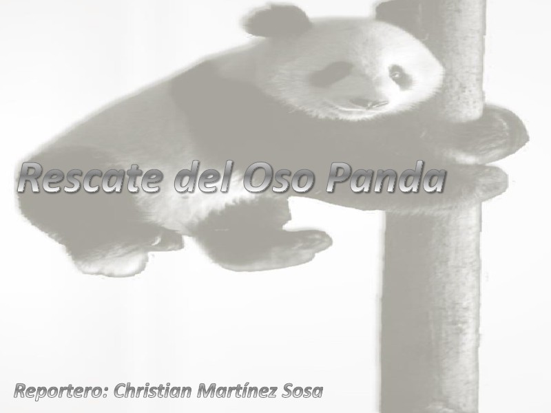 Rescate del Oso Panda Rescate del Oso Panda