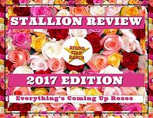 2017 Stallion Review