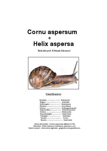 cornu aspersum 1