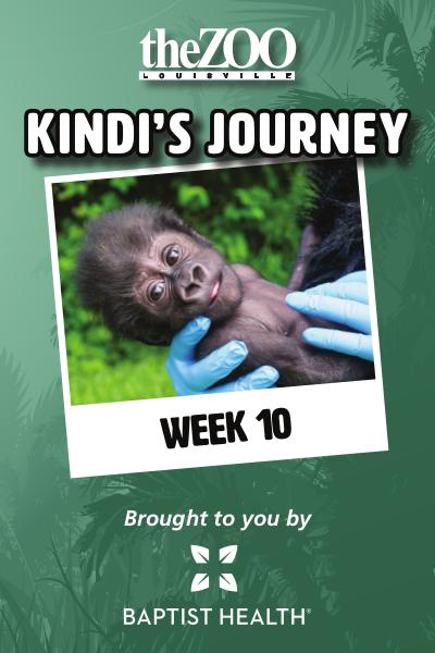 Kindi's Journey Kindi's Journey: Week Ten