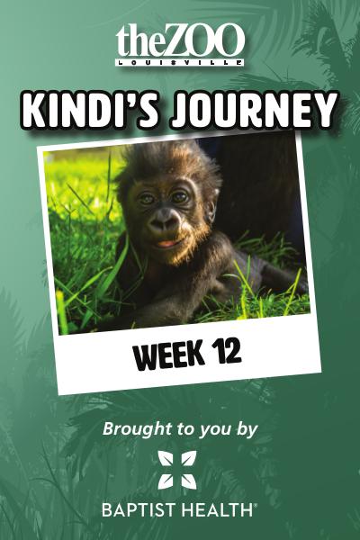 Kindi's Journey Kindi's Journey: Week 12