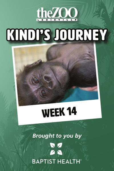 Kindi's Journey Kindi's Journey: Week 14