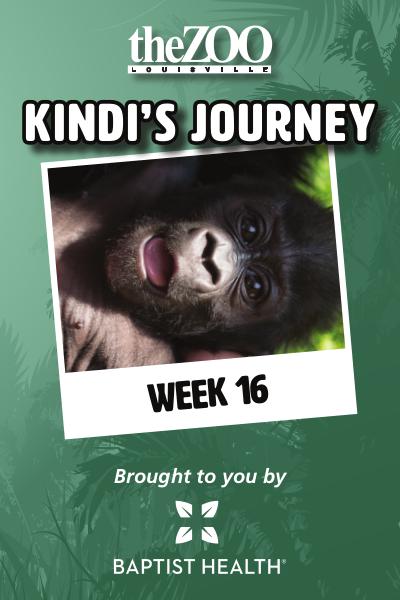 Kindi's Journey Kindi's Journey: Week 16