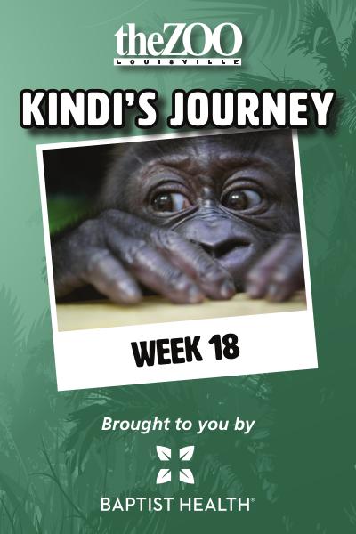 Kindi's Journey Kindi's Journey: Week 18