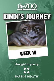 Kindi's Journey