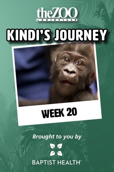 Kindi's Journey: Week 20