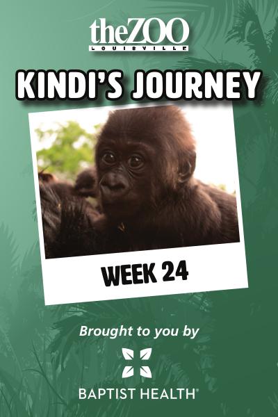 Kindi's Journey Kindi's Journey: Week 24