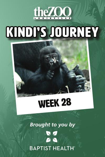 Kindi's Journey: Week 28