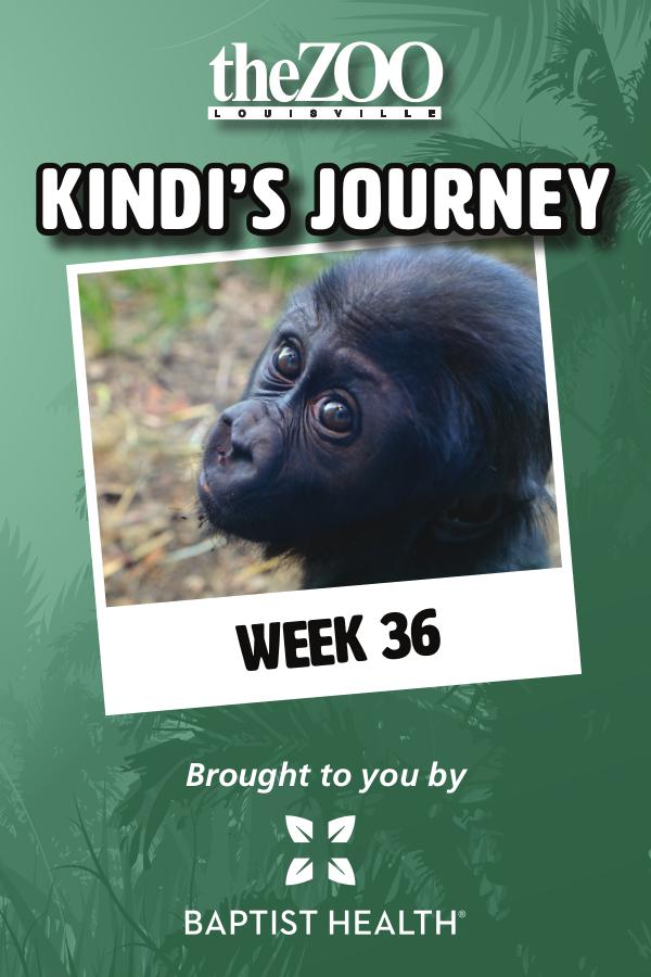 Kindi's Journey Kindi's Journey: Week 36