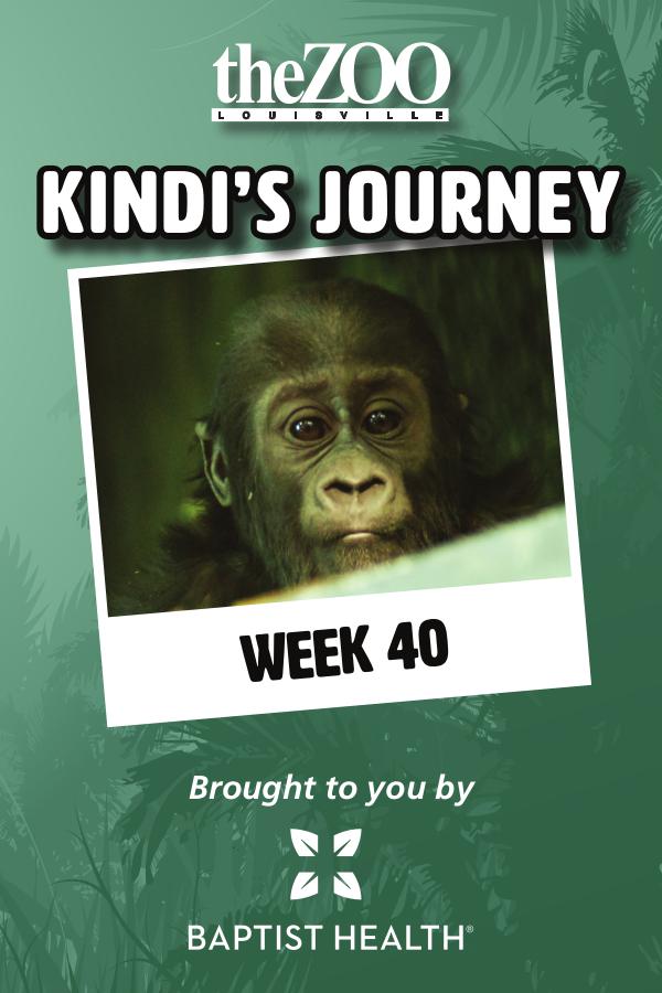 Kindi's Journey: Week 40