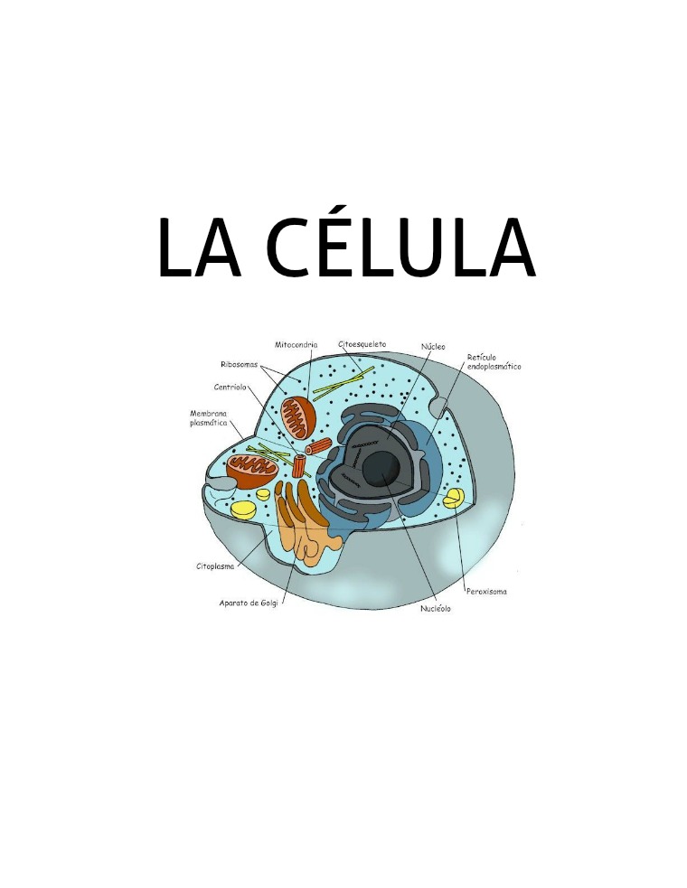 LA CELULA Estructura celular
