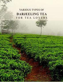 Various Types of Darjeeling Tea For Tea Lovers