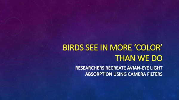 Birds See In More ‘Color’ Than