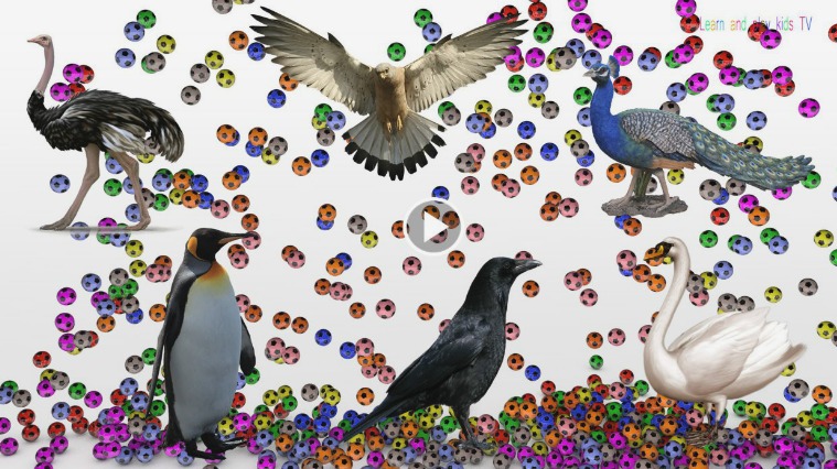 Learn birds Sounds and Names For Kids with colorful soccer balls Crow 12.-Learn birds Sounds and Names For Kids with col