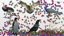 Learn birds Sounds and Names For Kids with colorful soccer balls Crow