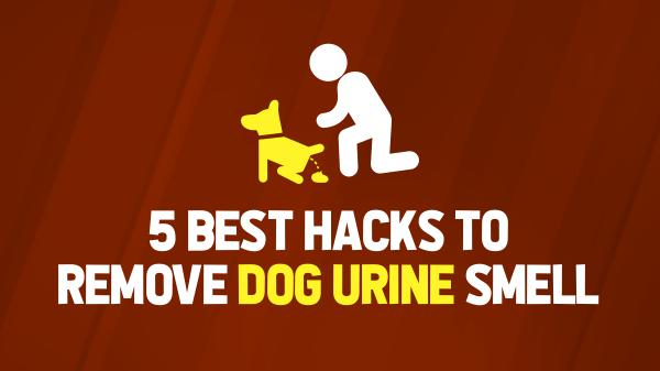 5 Best Hacks to Remove Dog Urine Smell