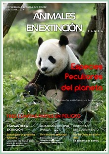 Animales en peligro de extinción-Oso Panda