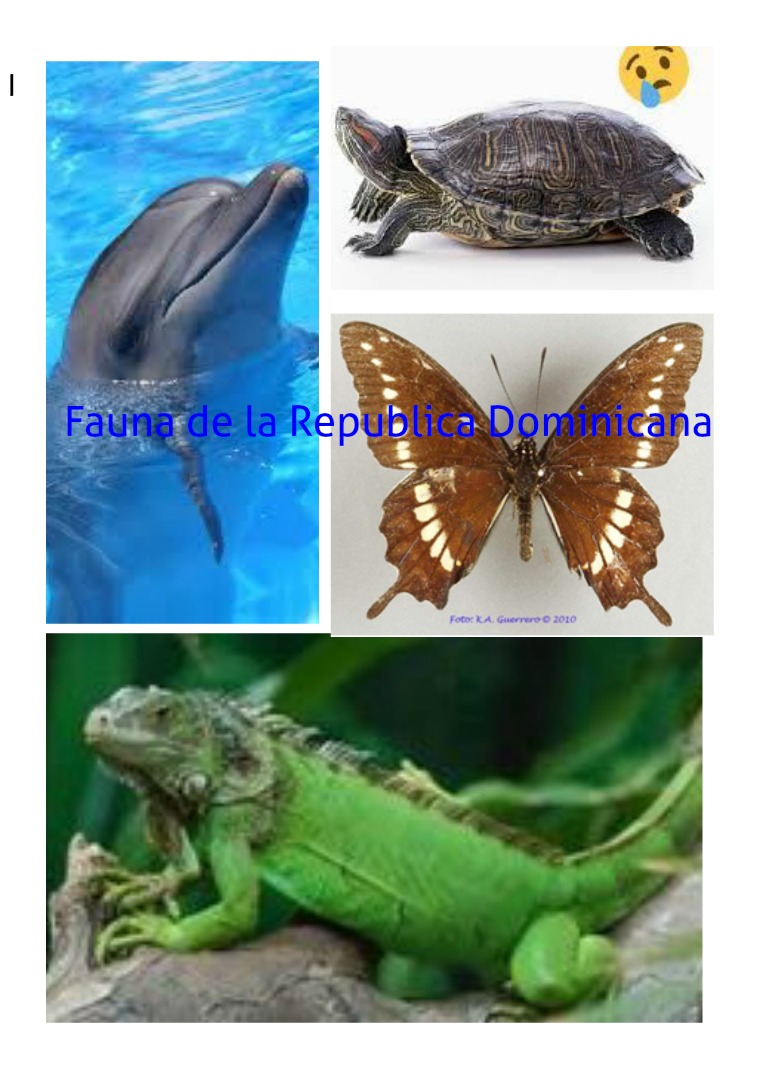 Fauna Dominicana Enero 2019