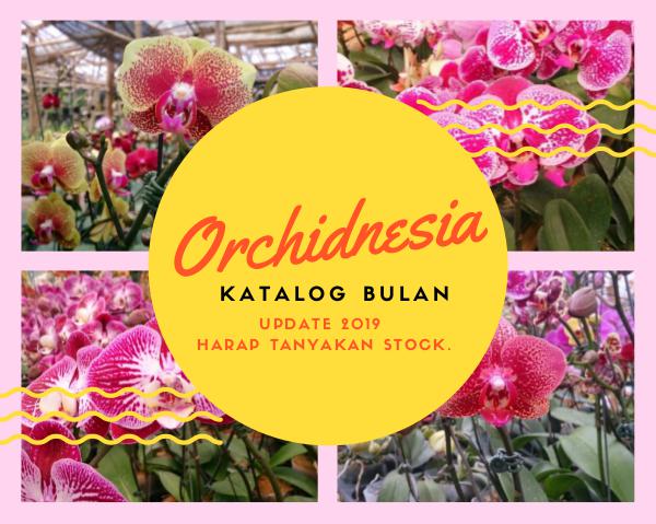 orchidnesia Katalog Orchidnesia 2019