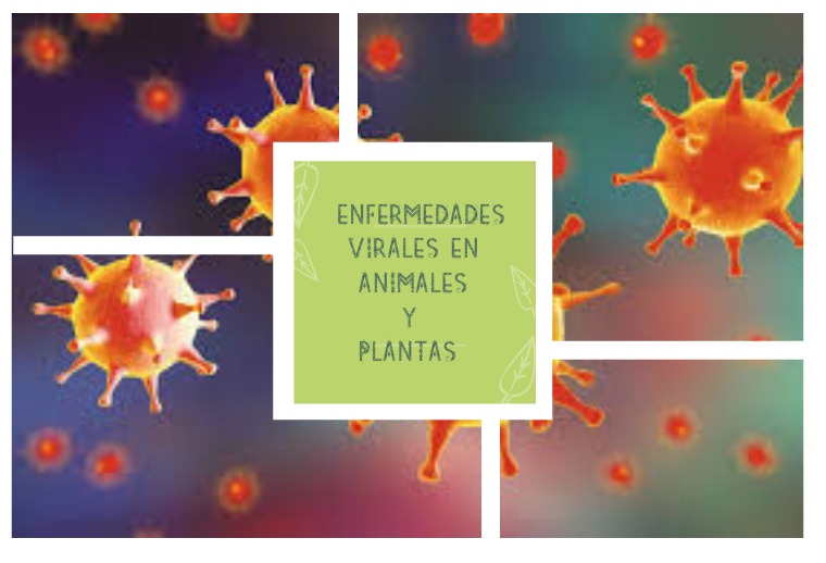 RECONOCIMIENTO DE ENFERMEDADES VIRALES EN ANIMALES Y PLANTAS 2