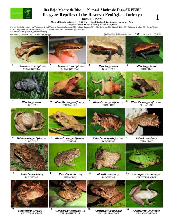 Mi primera publicacion 787_peru-frogs_reptiles_reserva_ecologica_taricaya