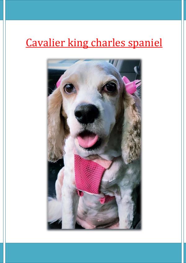 Cavalier king charles spaniel cavalier king charles spaniel
